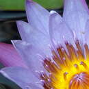 Image of Nymphaea capensis