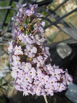 Buddleja crispa Benth. resmi