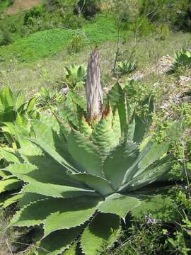 Image of Agave cupreata Trel. & A. Berger