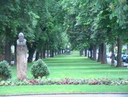 Image of European horse chestnut