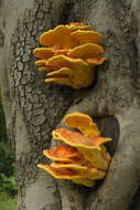 Image of Laetiporus gilbertsonii Burds. 2001