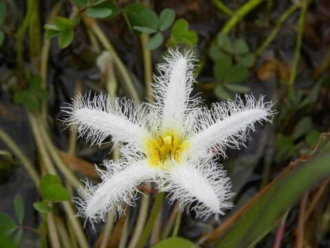 Image of Water-snowflake