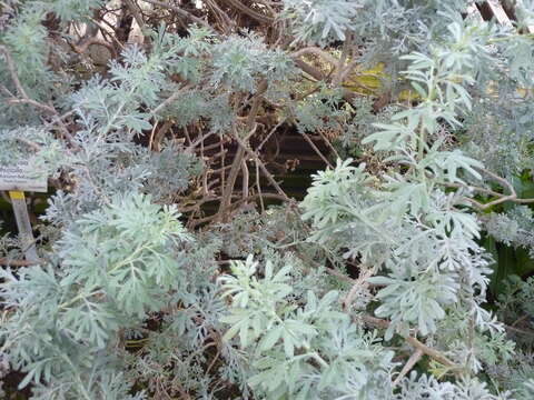 Image of Artemisia thuscula Cav.