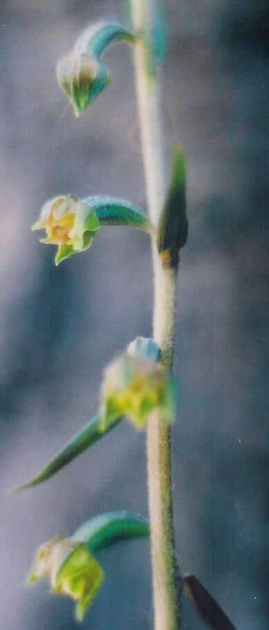 Imagem de Epipactis microphylla (Ehrh.) Sw.