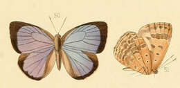 Plancia ëd Arhopala asopia (Hewitson (1869))