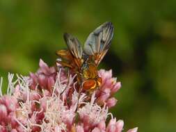 Imagem de Ectophasia crassipennis (Fabricius 1794)