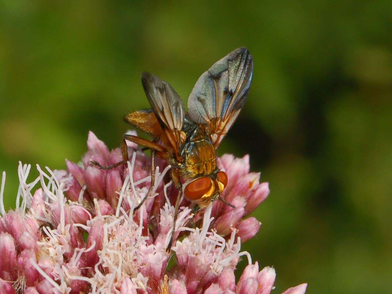 Imagem de Ectophasia crassipennis (Fabricius 1794)