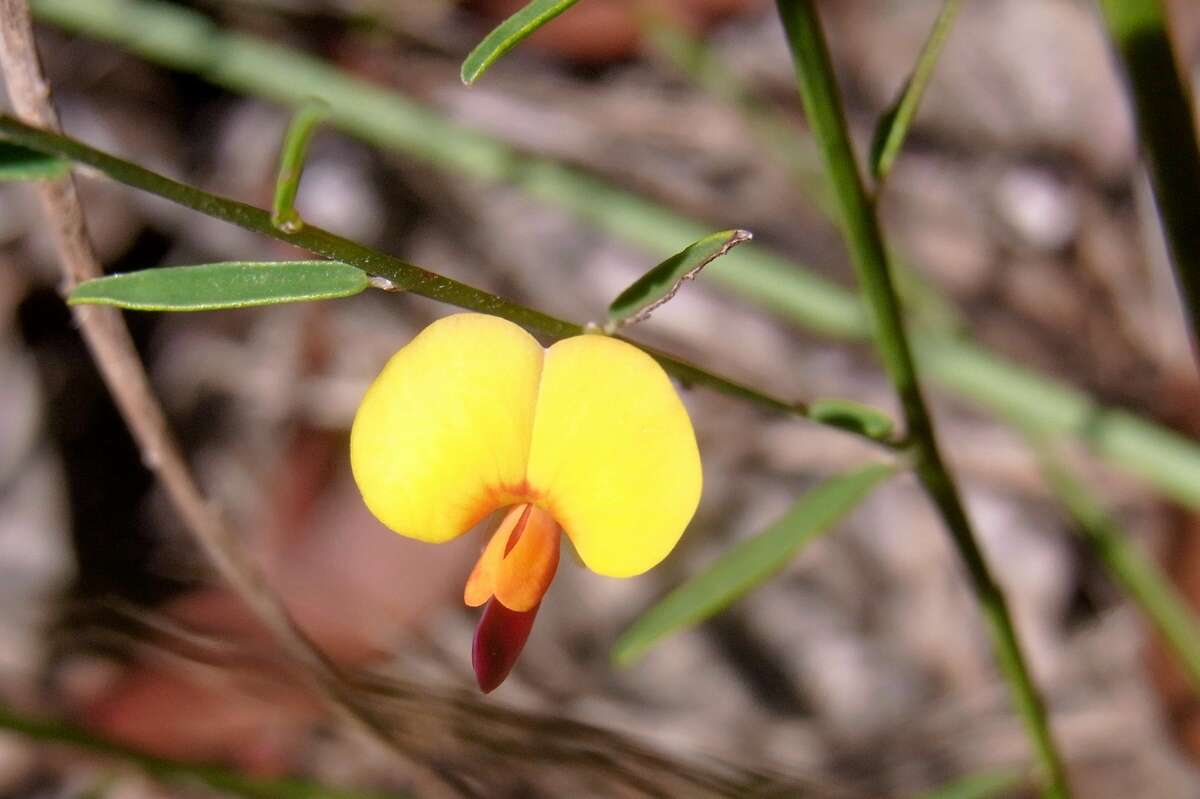 Sivun Bossiaea heterophylla Vent. kuva