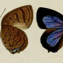 Image of Arhopala labuana Bethune-Baker 1896