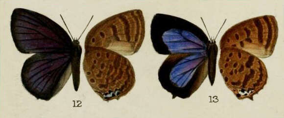 Image of Arhopala labuana Bethune-Baker 1896