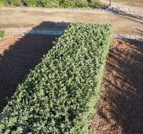 Image of Dune sage