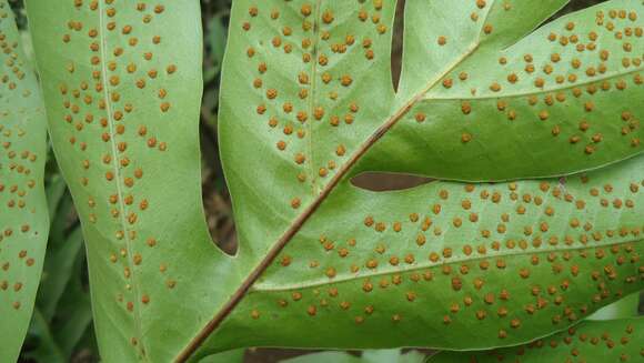 Image of basket fern