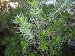 Plancia ëd Echium aculeatum Poir.