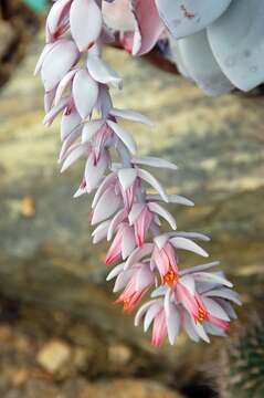 Image of Echeveria laui R. Moran & J. Meyran