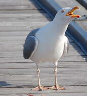 Image of European Herring Gull