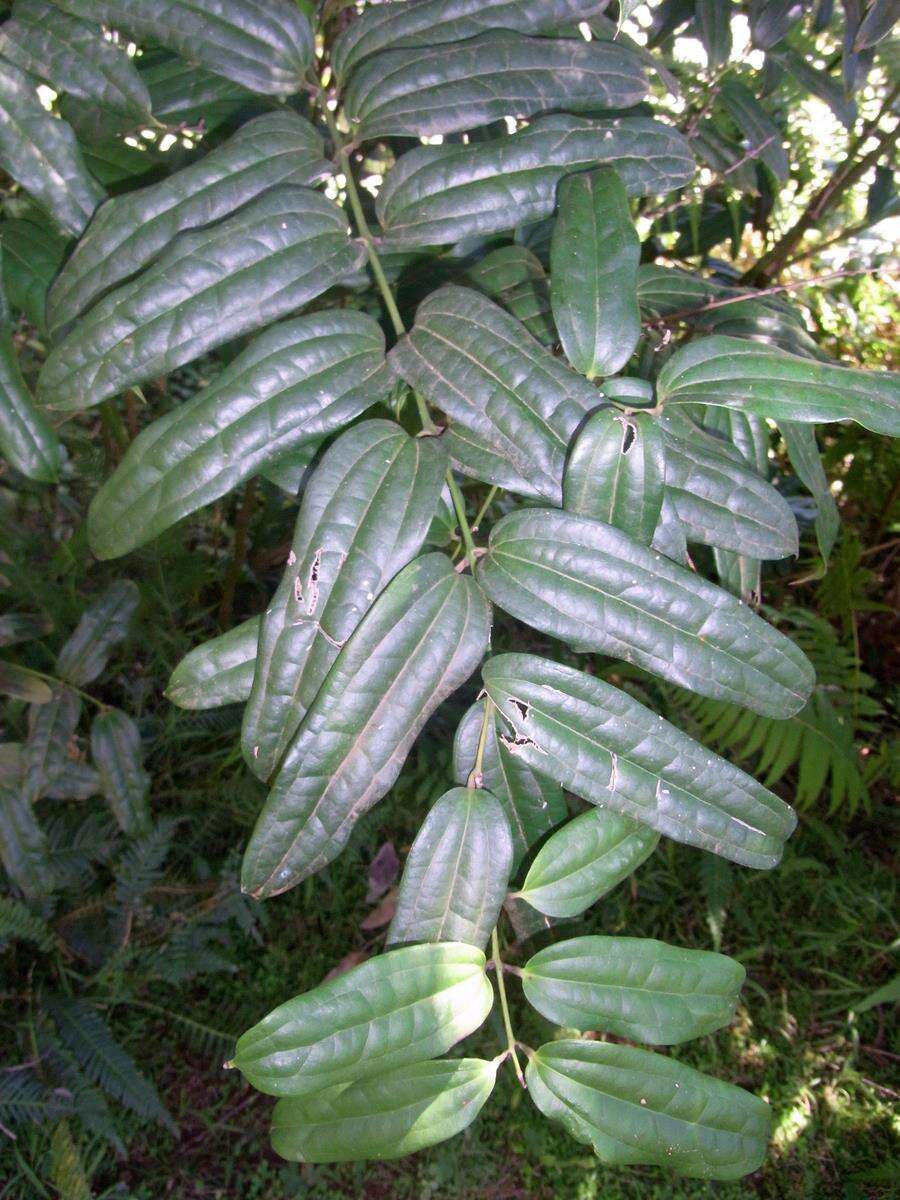 Image of Ripogonum discolor F. Muell.