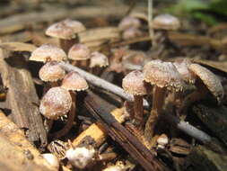 Psilocybe naematoliformis Guzmán 1979的圖片