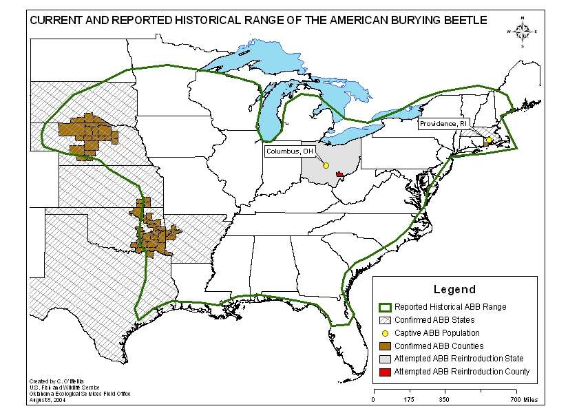 Image of American Burying Beetle