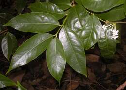 Image of Phaleria clerodendron F. Müll. ex Benth.