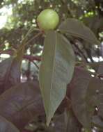 Image of Phaleria clerodendron F. Müll. ex Benth.