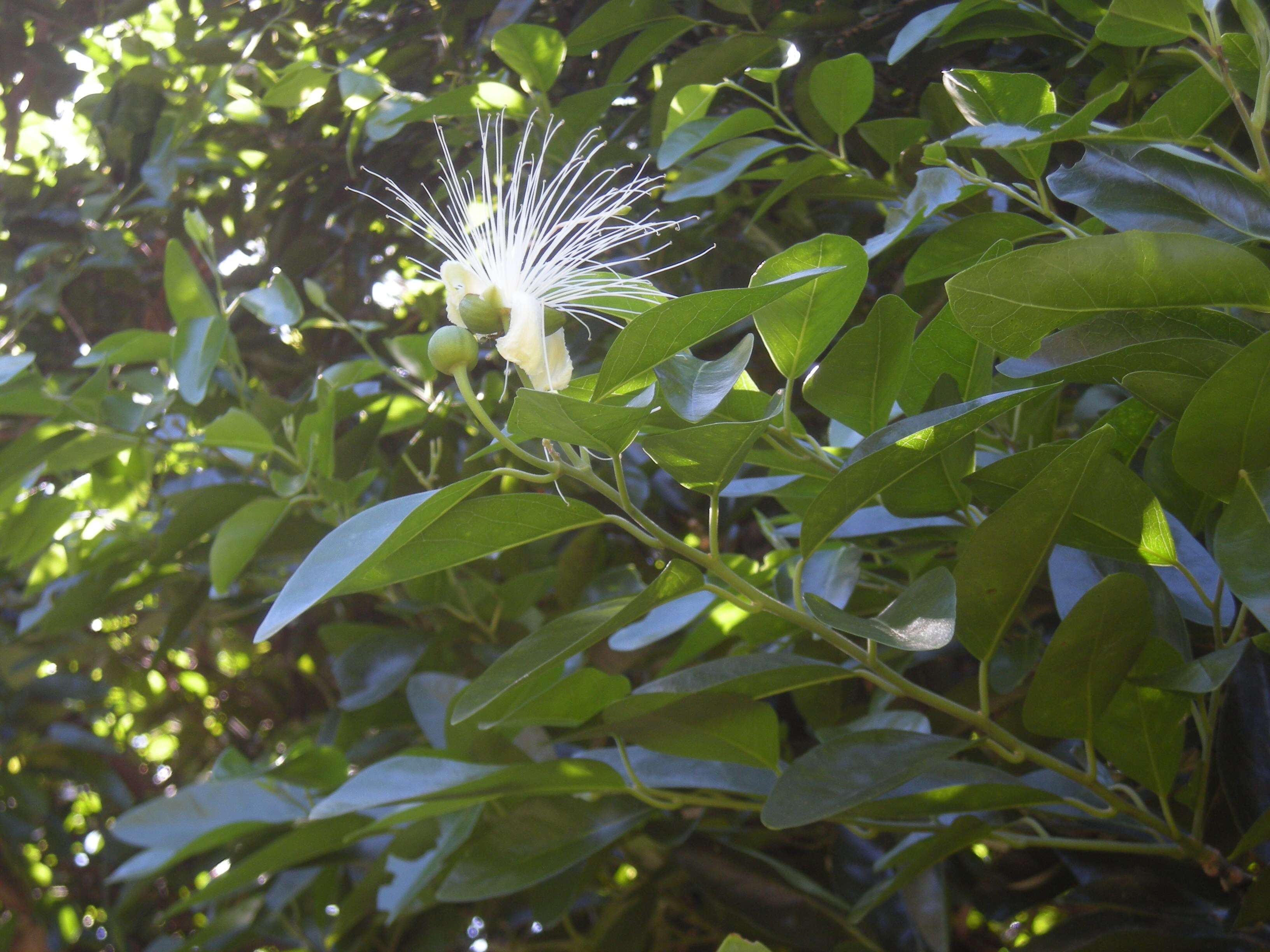 Image de Capparis arborea (F. Müll.) Maiden