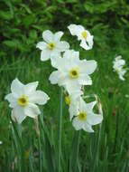 Image de Narcissus medioluteus Mill.