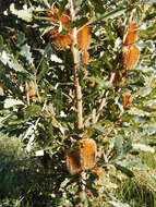 Image of Oak-leaved Banksia