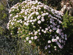 Image of Pimelea ferruginea Labill.