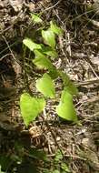 Image de Sarcopetalum harveyanum F. Müll.