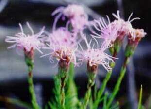 صورة Liatris helleri (Porter) Porter