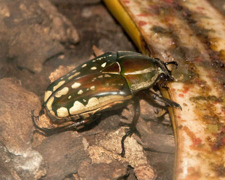 Image of Mecynorhina polyphemus (Fabricius 1781)