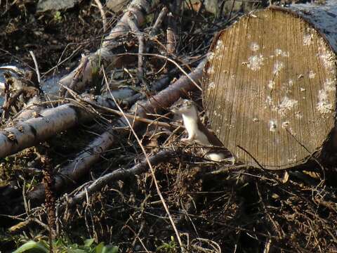 Image of least weasel