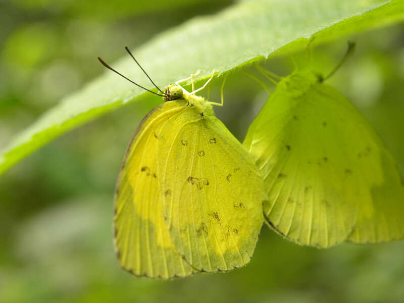 Слика од Eurema hecabe (Linnaeus 1758)