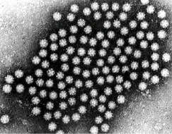 Image of Avastrovirus