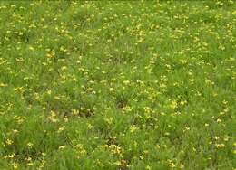 Image of Bradshaw's desert-parsley