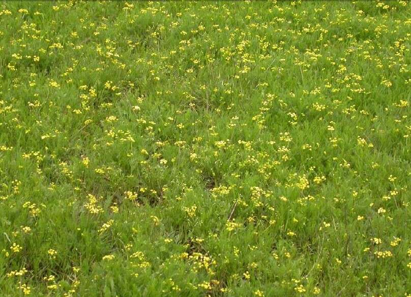 Image of Bradshaw's desert-parsley