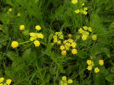 Image of Bradshaw's desert-parsley