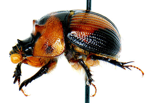 Plancia ëd Bolbocerosoma tumefactum (Palisot de Beauvois 1809)