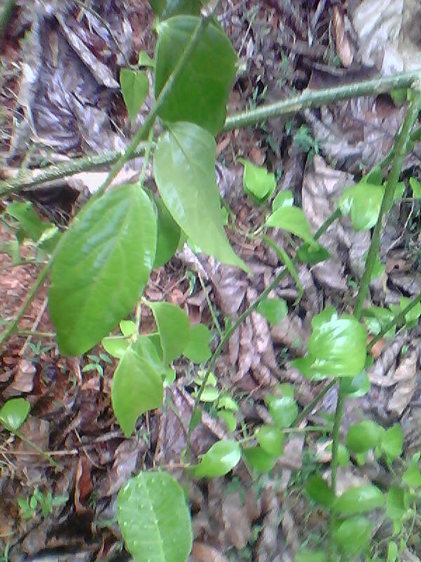 Image of Capparis zeylanica L.