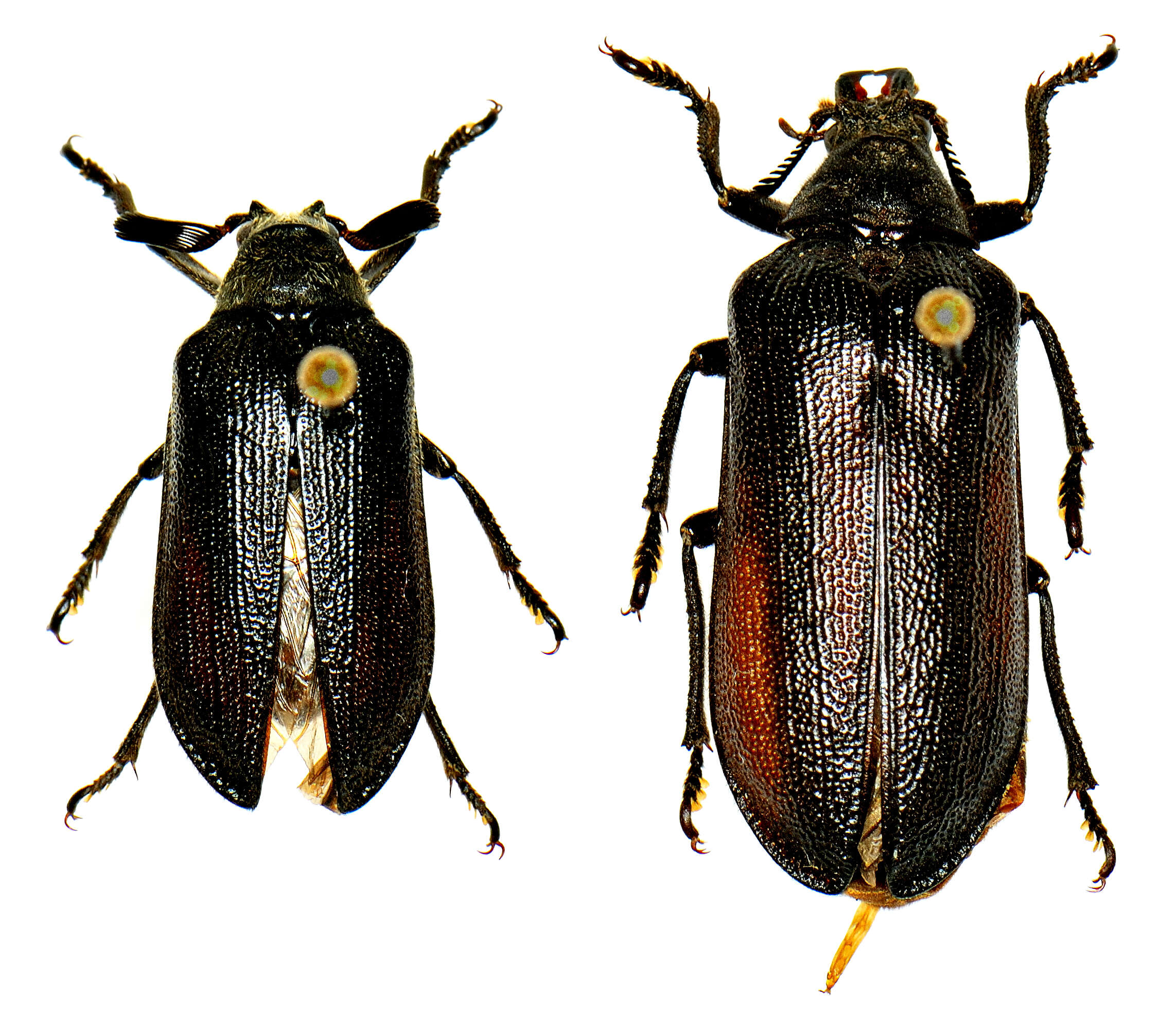 Image of cicada parasite beetles