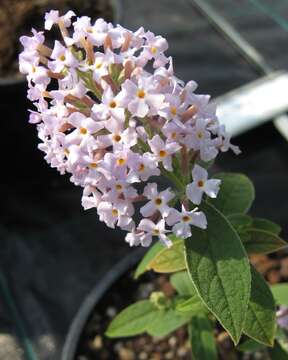 Image of Buddleja delavayi Gagnep.