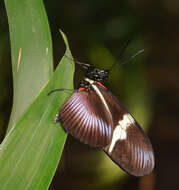 Image of Heliconius clysonymus Latreille 1817