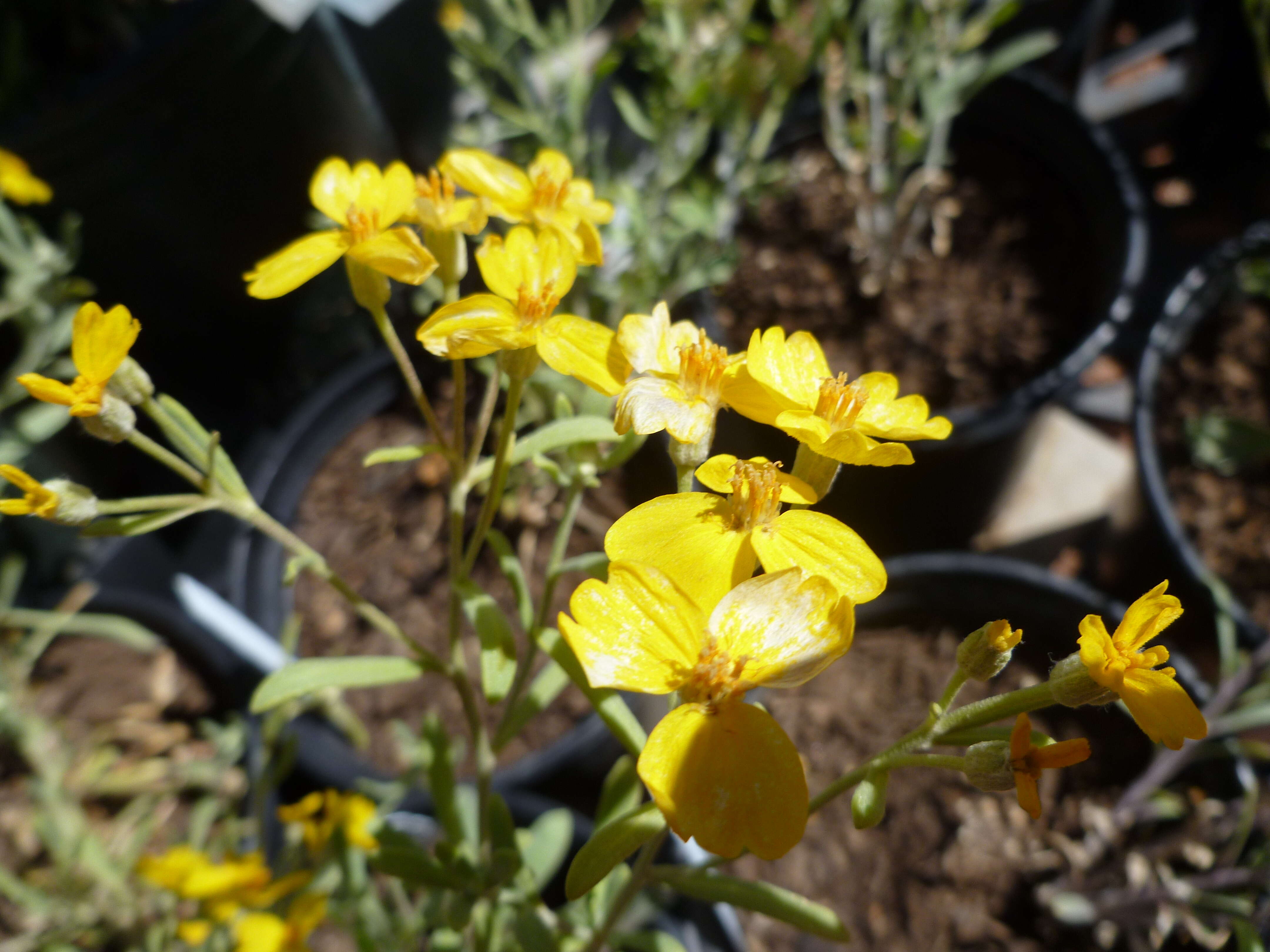 Image of woolly paperflower