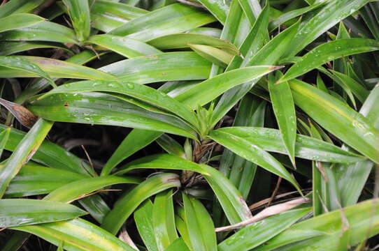 Image de Xerophyta elegans (Balf.) Baker