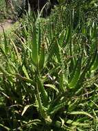 Aloe kedongensis Reynolds resmi