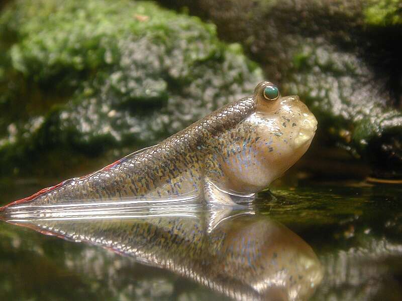 Image of Periophthalmodon septemradiatus (Hamilton 1822)