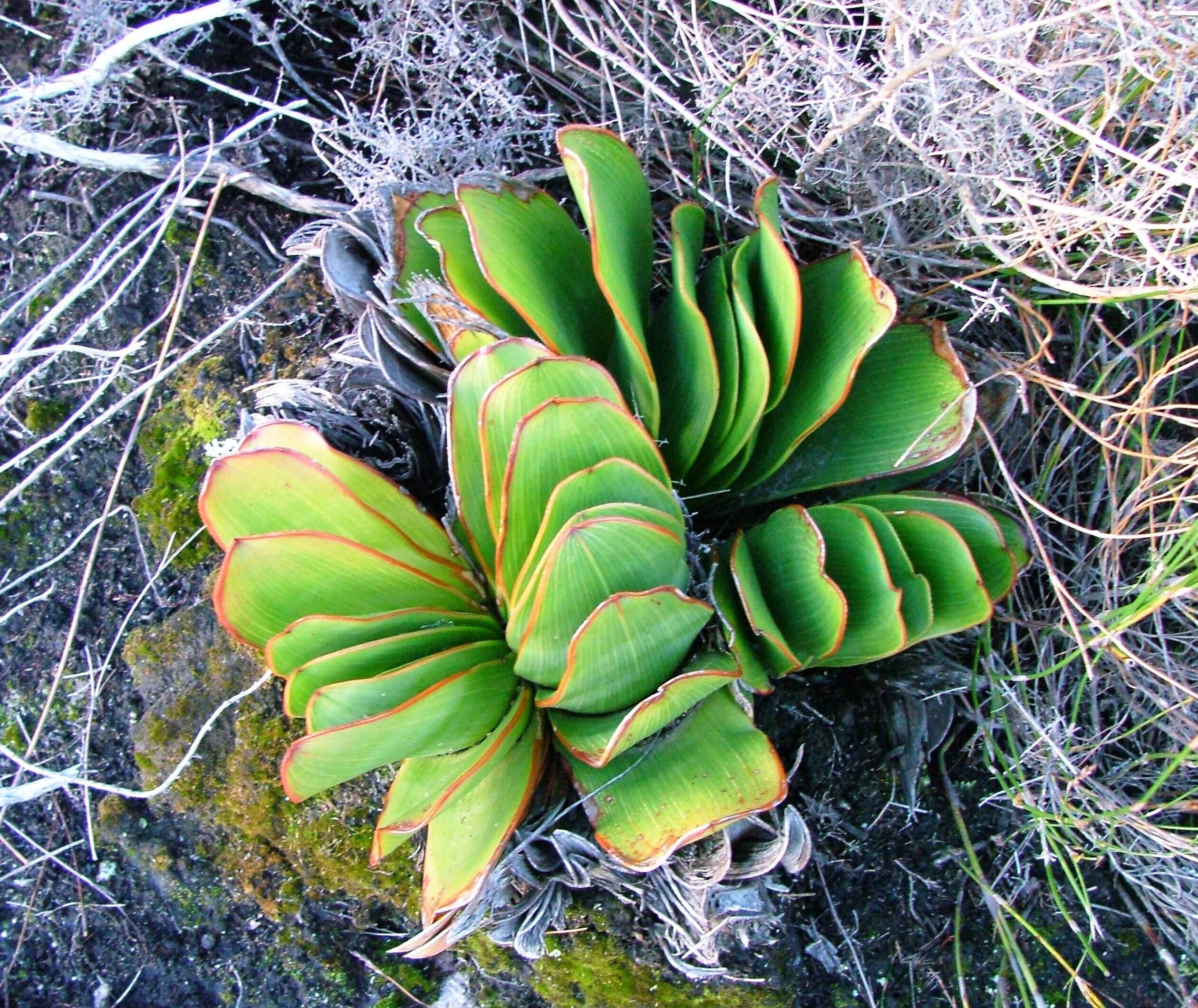 Image of Kumara haemanthifolia (Marloth & A. Berger) Boatwr. & J. C. Manning