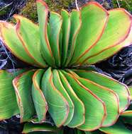 Image of Kumara haemanthifolia (Marloth & A. Berger) Boatwr. & J. C. Manning