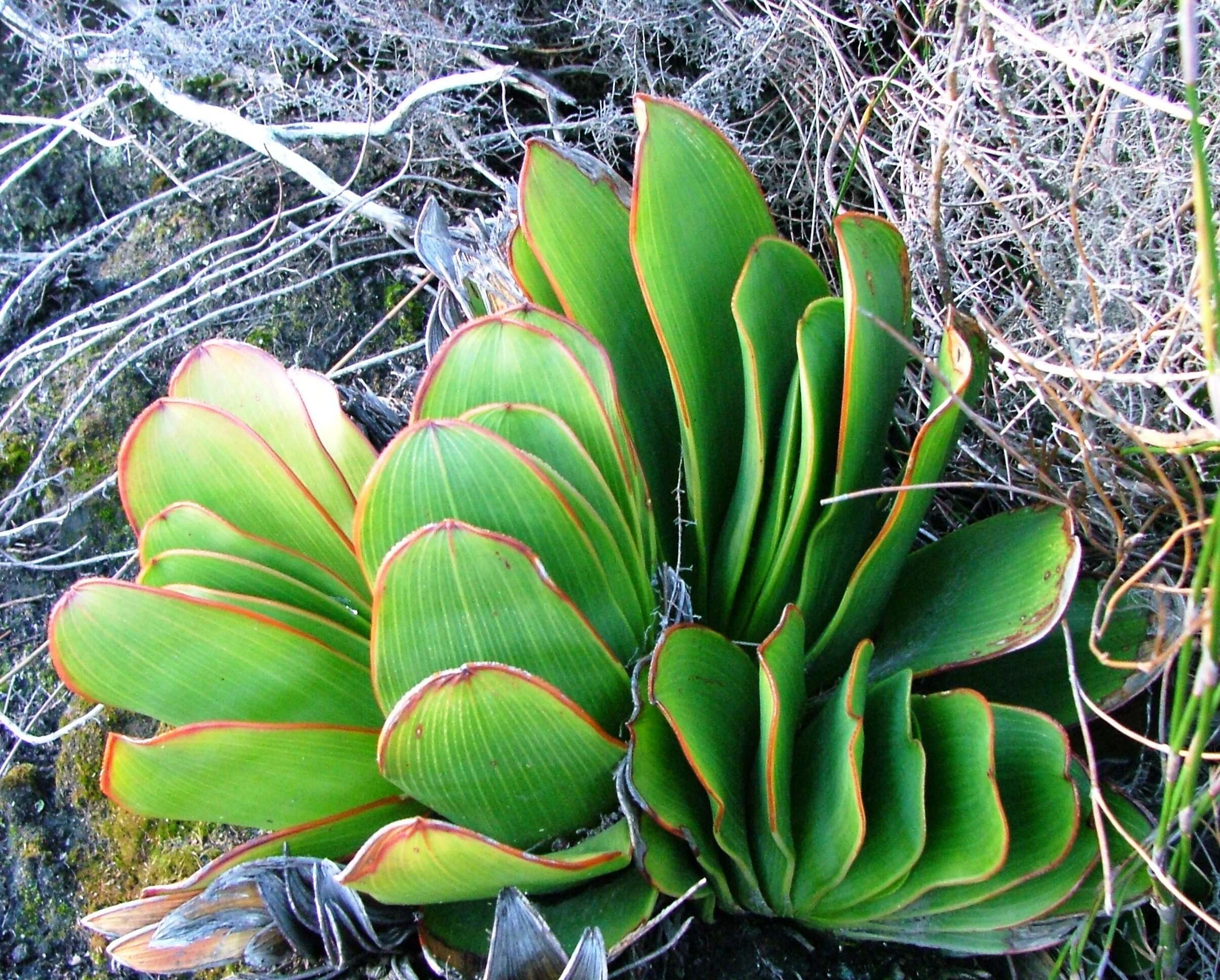 Image of Kumara haemanthifolia (Marloth & A. Berger) Boatwr. & J. C. Manning