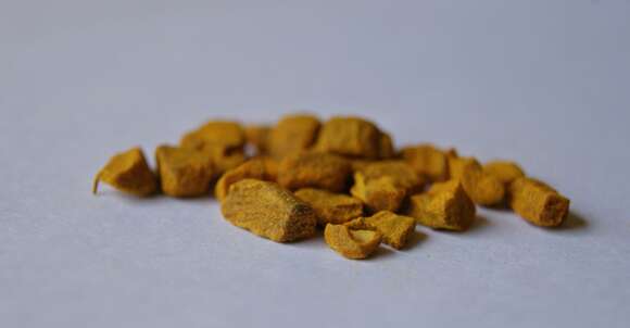 Imagem de Curcuma zanthorrhiza Roxb.